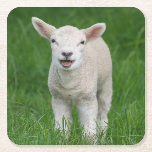 Porta-copo De Papel Quadrado Cutest Baby Animals | Lil Lamb (Frente)