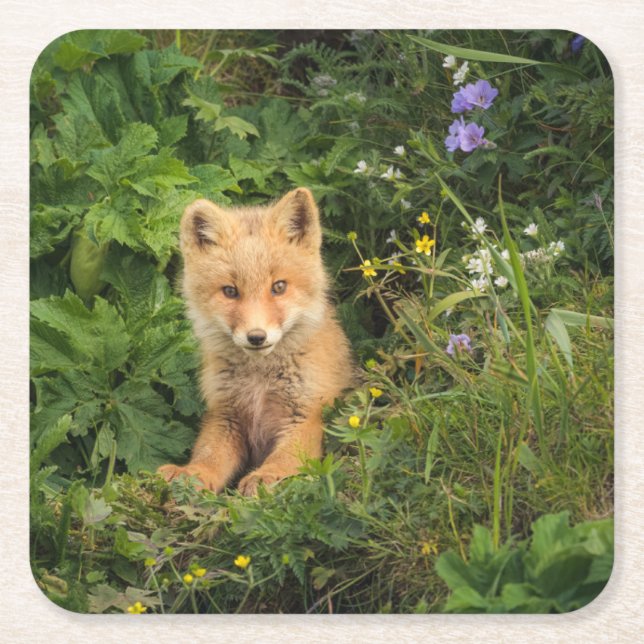 Porta-copo De Papel Quadrado Cutest Baby Animals | Red Fox at Umnak Alaska (Frente)