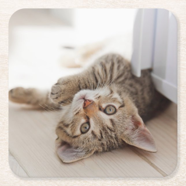 Porta-copo De Papel Quadrado Cutest Baby Animals | Shorthair Tabby Kitten (Frente)