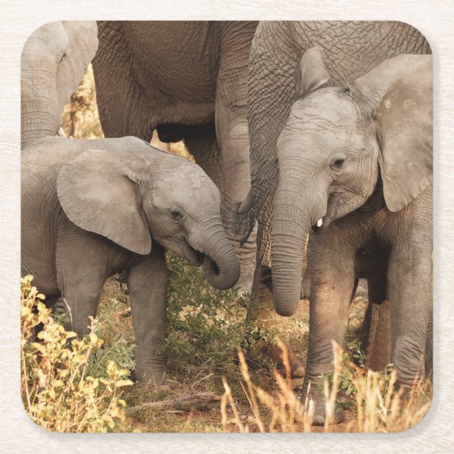 Porta-copo De Papel Quadrado Cutest Baby Animals | Two Young Elephants (Frente)