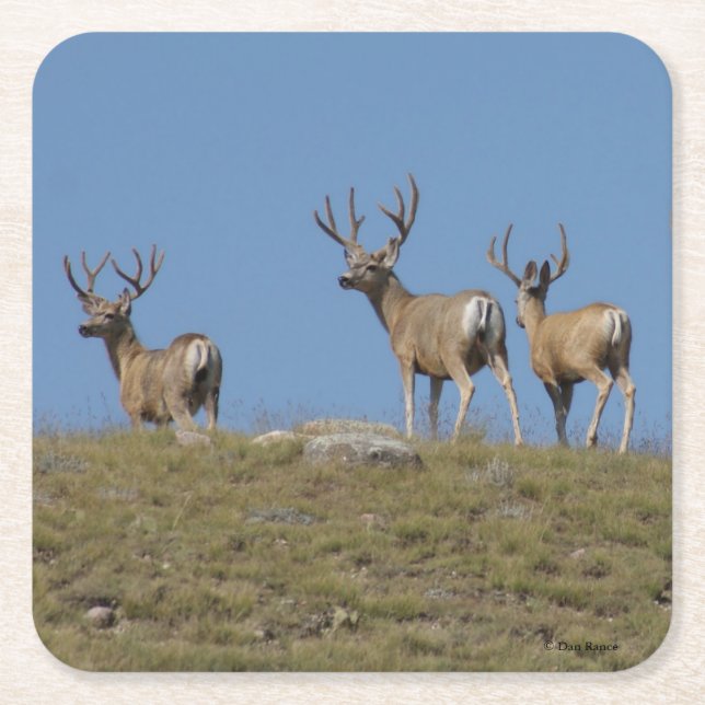 Porta-copo De Papel Quadrado D9 Mule Deer Bucks em Velvet (Frente)