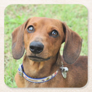 Porta-copo De Papel Quadrado Dachshund