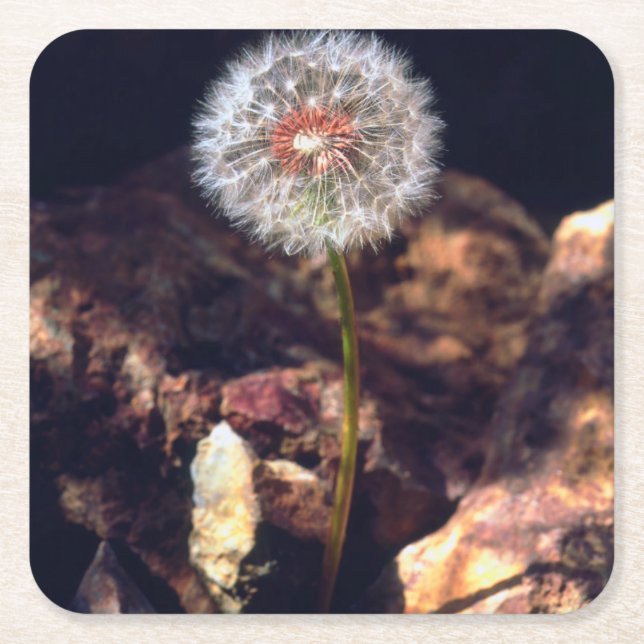 Porta-copo De Papel Quadrado Dandelion (Frente)