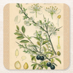 Porta-copo De Papel Quadrado Desenho Floral Antiquado De Impressão Botânico