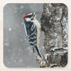 Porta-copo De Papel Quadrado Downy Woodpecker em Neve - Foto Original