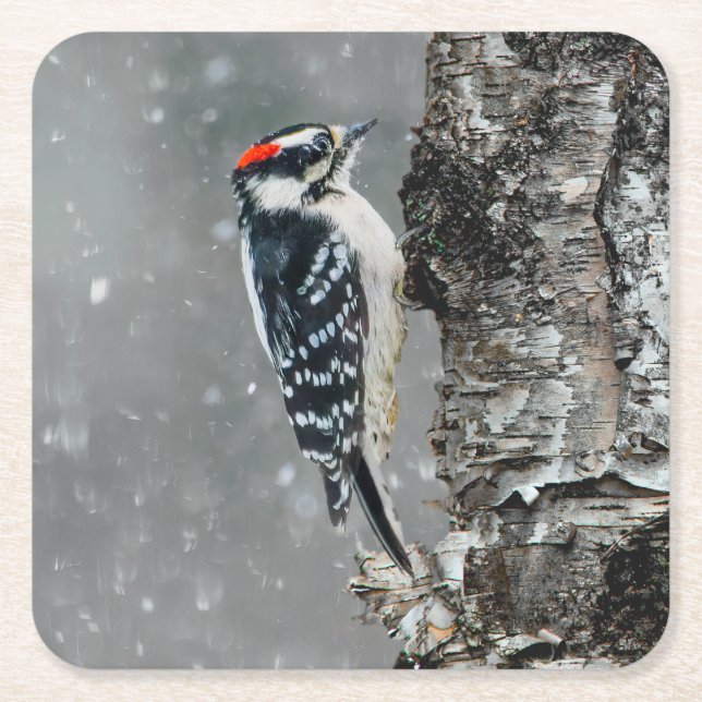 Porta-copo De Papel Quadrado Downy Woodpecker em Neve - Foto Original (Frente)