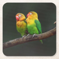 Duas aves-pomba em uma ramificação