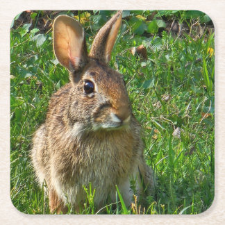 Porta-copo De Papel Quadrado Eastern cottontail rabbit