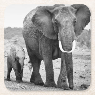 Porta-copo De Papel Quadrado Elefante africano & vitelas Kenya, África