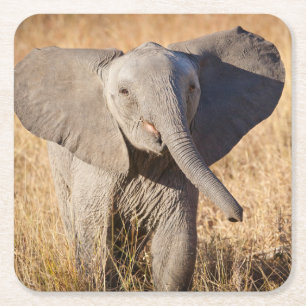 Porta-copo De Papel Quadrado Elefante de Bush