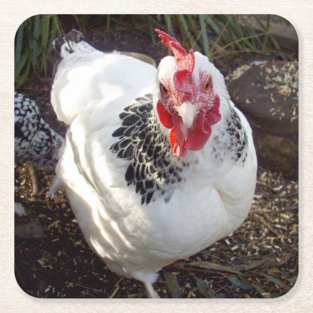 Porta-copo De Papel Quadrado "Elegância Espetacular: Charme de Galinha Branca N (Frente)