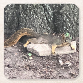 Porta-copo De Papel Quadrado Esquilo