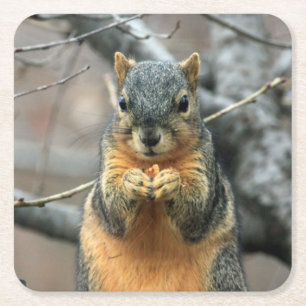 Porta-copo De Papel Quadrado Esquilo bonito com lanche