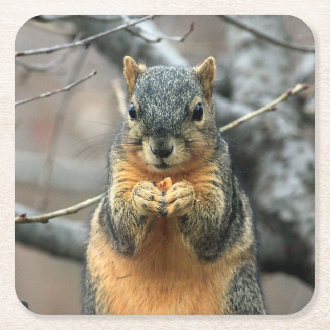 Porta-copo De Papel Quadrado Esquilo bonito com lanche (Frente)