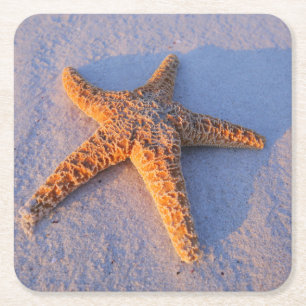 Porta-copo De Papel Quadrado Estrela do mar na areia branca