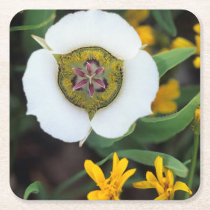 Porta-copo De Papel Quadrado EUA, Colorado. tulipa