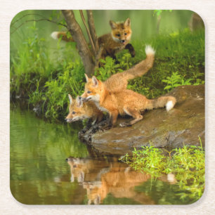 Porta-copo De Papel Quadrado EUA, Minnesota, arenito, animais selvagens 7 de