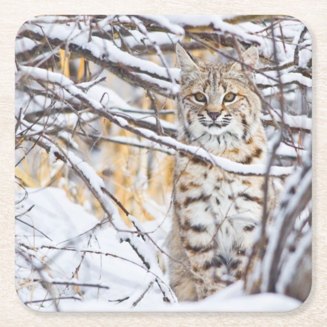 Porta-copo De Papel Quadrado EUA, Wyoming, Bobcat (Frente)