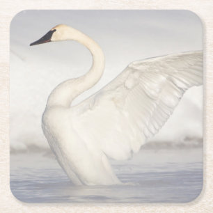 Porta-copo De Papel Quadrado EUA, Wyoming, Cisne Trombeteiro estende asas