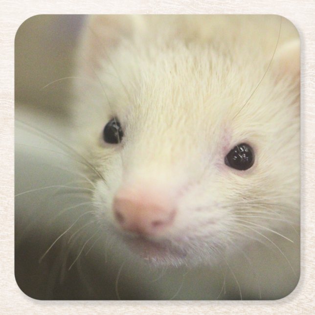 Porta-copo De Papel Quadrado Face de Ferret (Frente)