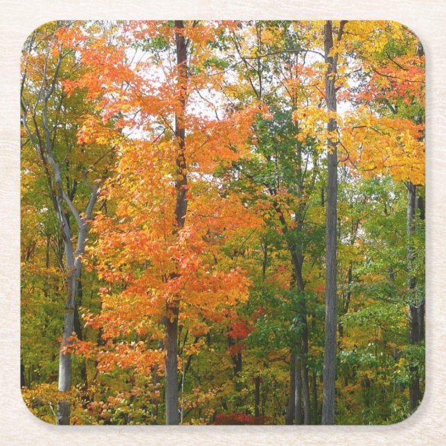 Porta-copo De Papel Quadrado Fall Maple Trees Autumn Nature Fotografia (Frente)