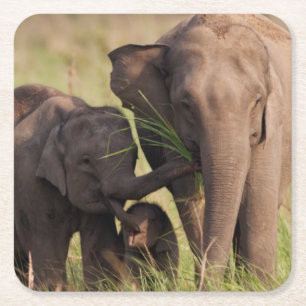 Porta-copo De Papel Quadrado Família de Elefantes Asiáticos Indianos na Savana