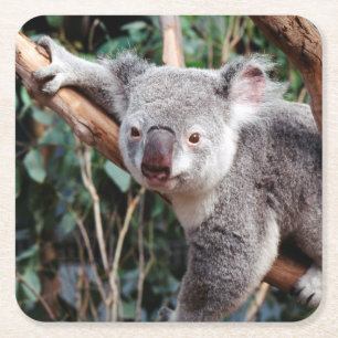 Porta-copo De Papel Quadrado Featherdale Wildlife Park, Ursos Koalás