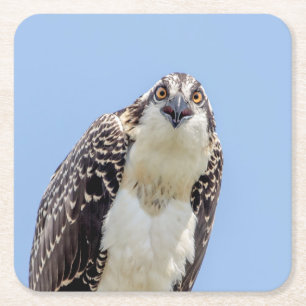 Porta-copo De Papel Quadrado Fechamento de um Osprey Juvenil