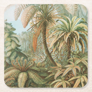 Porta-copo De Papel Quadrado Ferns, Filicinae Laubfarne por Ernst Haeckel