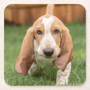 Porta-copo De Papel Quadrado Filhote de Basset Hound Caminhando