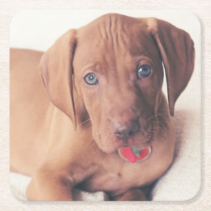 Porta-copo De Papel Quadrado Filhote de cachorro de Vizsla do Hungarian