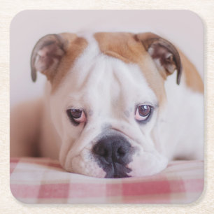 Porta-copo De Papel Quadrado Filhote de cachorro inglês tímido do buldogue