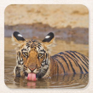 Porta-copo De Papel Quadrado Filhote de tigre-bengala-real, bebendo água