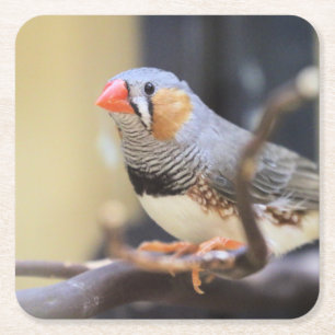 Porta-copo De Papel Quadrado Finch