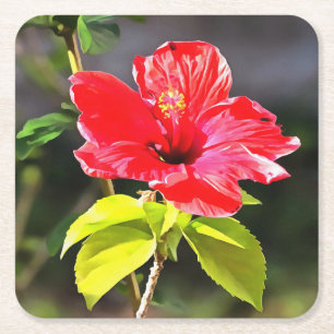 Porta-copo De Papel Quadrado Flor de Hibiscus Tropical Vermelha e Bonita