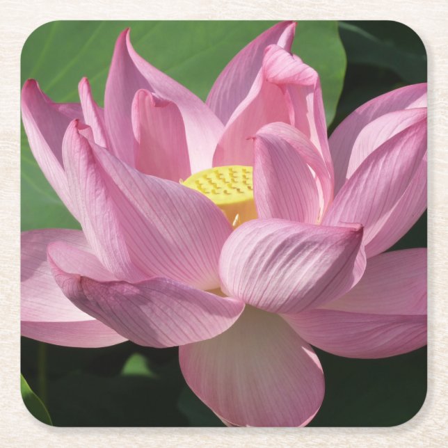 Porta-copo De Papel Quadrado Flor de Lotus Rosa IV (Frente)