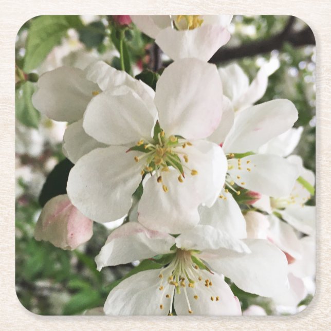 Porta-copo De Papel Quadrado Flor de maçã (Frente)