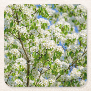 Porta-copo De Papel Quadrado Flor de maçã-caranguejo