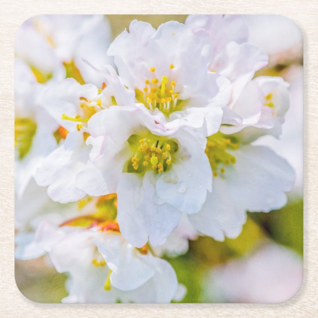 Porta-copo De Papel Quadrado Flor de Sakura (Frente)