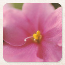 Flor Pastel Pink African Violet (Saintpaulia)