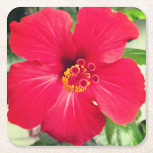 Porta-copo De Papel Quadrado Flor Vermelha de Hibisco Rosa-sinensis