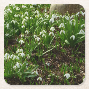 Porta-copo De Papel Quadrado Flores brancas do primavera de Snowdrops II