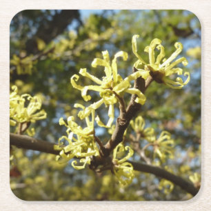Porta-copo De Papel Quadrado Flores de risco de bruxas