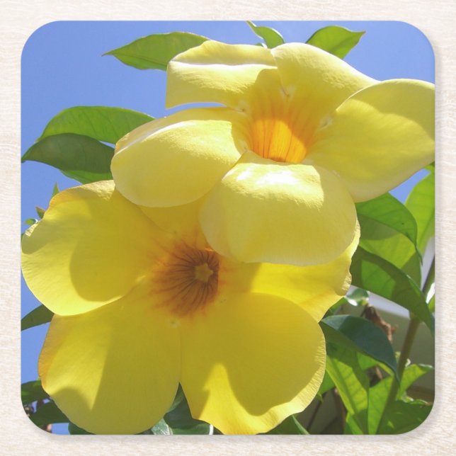 Porta-copo De Papel Quadrado Flores de Trompetes do ouro I (Frente)