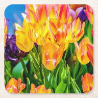 Flores de Tulipa - Florescer
