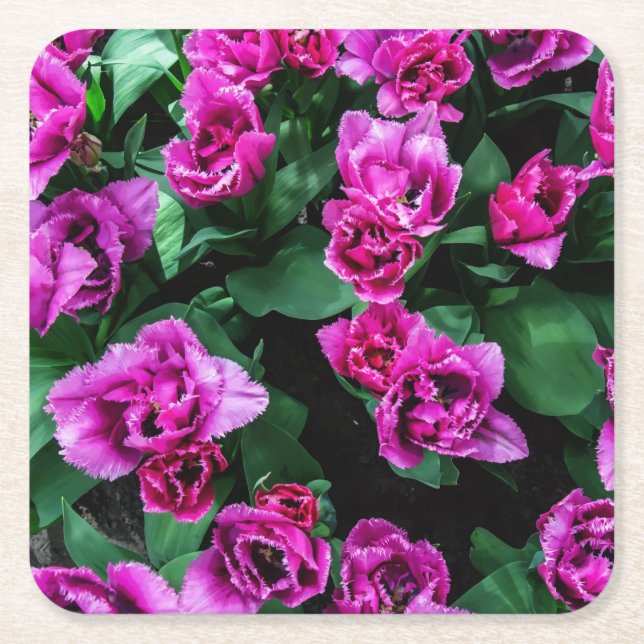 Porta-copo De Papel Quadrado Flores de tulipas rosa (Frente)