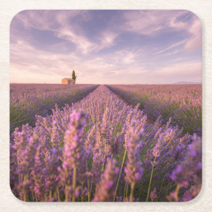 Porta-copo De Papel Quadrado Flores   França Lavanda do Sul