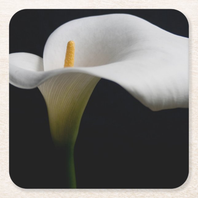 Porta-copo De Papel Quadrado Flores | White Calla Lily (Frente)