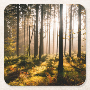 Porta-copo De Papel Quadrado Floresta da queda com Sunrays