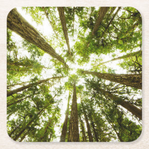 Porta-copo De Papel Quadrado Floresta tropical verde luxúria
